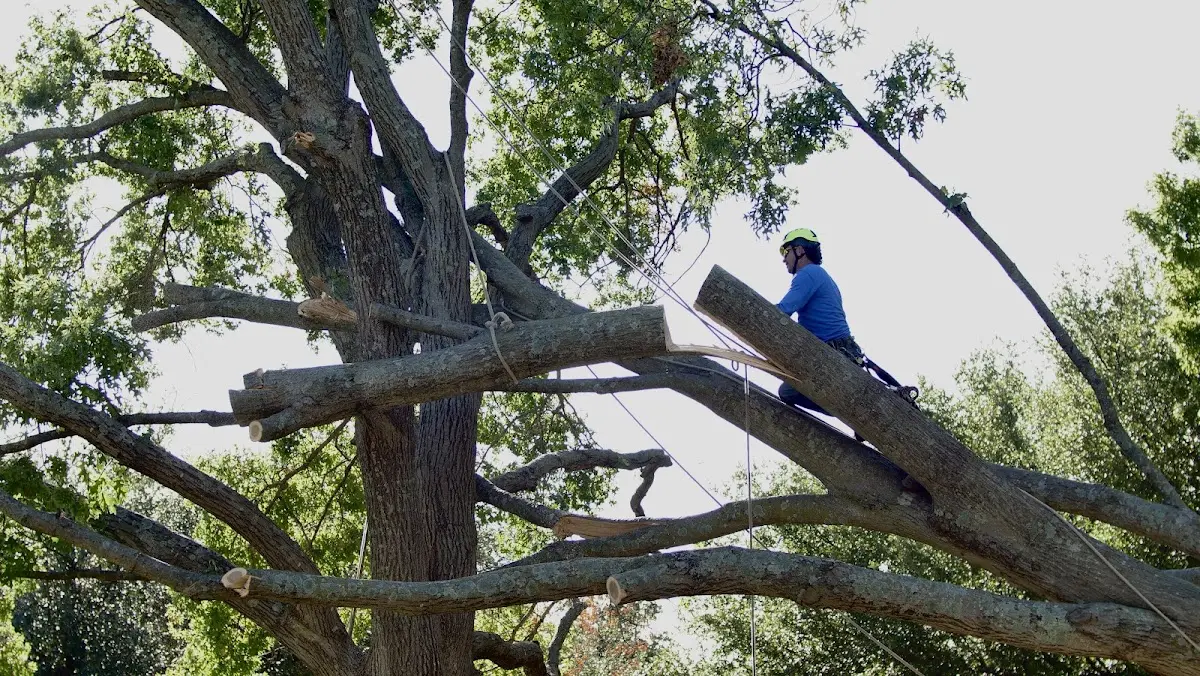Professional Hazardous Tree Removal performed by certified arborists in Milton